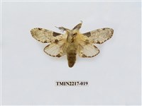 藏品(臺灣枝背舟蛾)的圖片